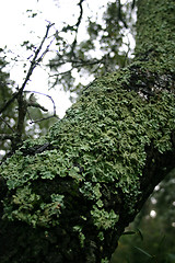 Image showing mossy