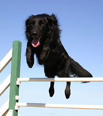 Image showing jumping groenendael