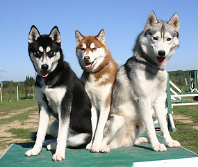 Image showing huskies