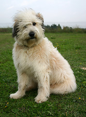 Image showing pyrenean sheepdog