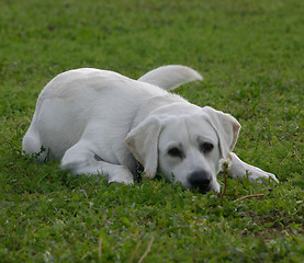 Image showing labrador retriever