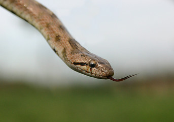 Image showing Smooth snakes