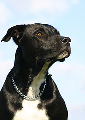 Image showing american staffordhire terrier