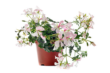 Image showing hanging geraniums