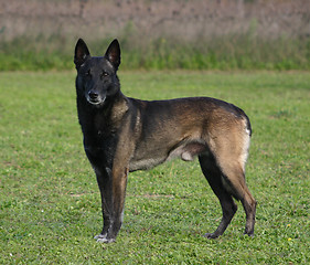 Image showing malinois