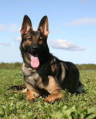 Image showing german shepherd