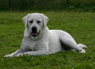 Image showing labrador retriever