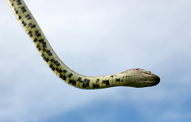 Image showing Smooth snakes