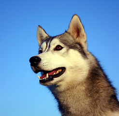 Image showing siberian husky