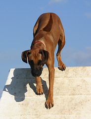 Image showing  rhodesian ridgeback; 