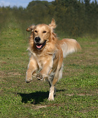 Image showing running golden retriever