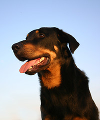 Image showing french shepherd