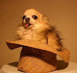 Image showing chihuahua in hat