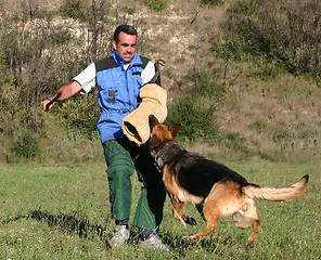 Image showing german shepherd in attack