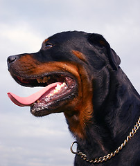 Image showing rottweiler