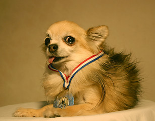 Image showing chihuahua and medal