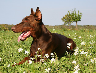 Image showing doberman