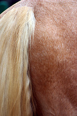 Image showing ponytail