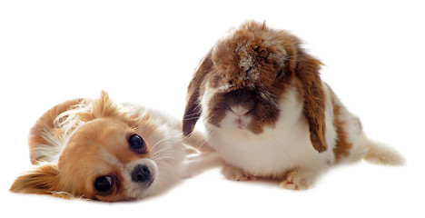 Image showing chihuahua and Lop Rabbit