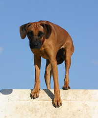 Image showing  rhodesian ridgeback; 