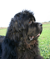 Image showing newfoundland dog