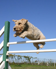 Image showing fox terrier in agility