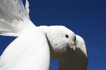 Image showing white dove