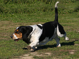 Image showing basset hound