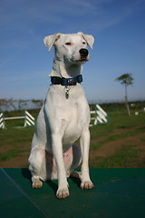 Image showing jack russel terrier