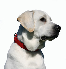 Image showing labrador retriever