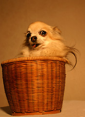 Image showing chihuahua in baskett