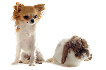 Image showing chihuahua and Lop Rabbit