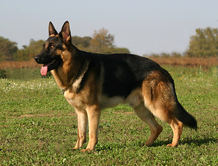 Image showing german shepherd