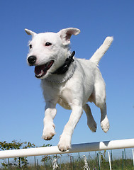 Image showing jumping jack russel terrier