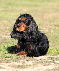 Image showing cocker spaniel