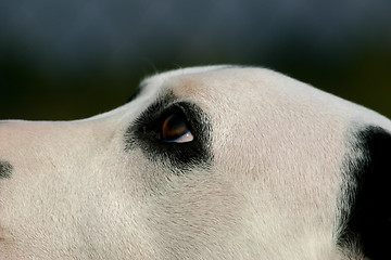 Image showing dalmatian