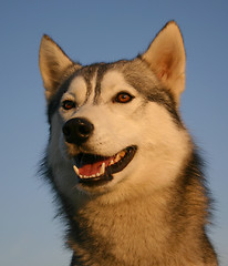 Image showing siberian husky