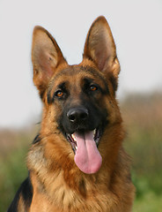 Image showing german shepherd