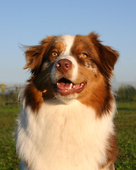 Image showing australian shepherd