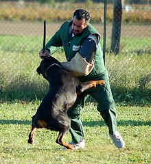 Image showing rottweiler in attack