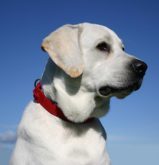 Image showing labrador retriever