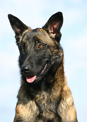 Image showing malinois