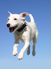 Image showing jumping jack russel terrier