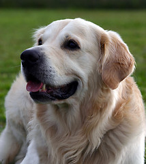 Image showing golden retriever