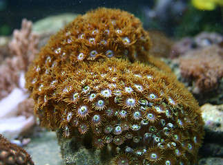 Image showing hard coral