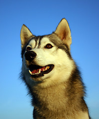 Image showing siberian husky