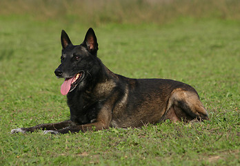 Image showing malinois