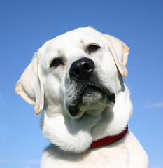 Image showing labrador retriever