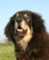 Image showing tibetan mastiff
