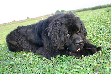 Image showing newfoundland dog